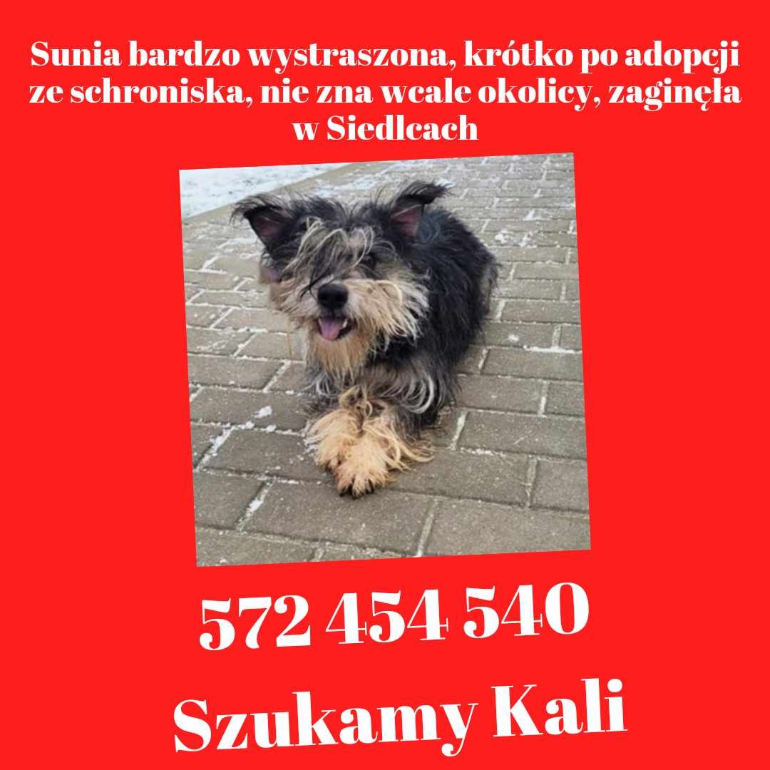 Została świeżo adoptowana ze schroniska. Szukamy Kai!