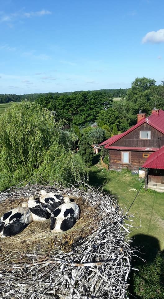 Możesz pomóc w liczeniu bocianów!