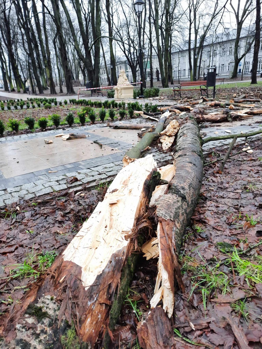 W siedleckim parku drzewo runęło tuż za przechodzącą kobietą