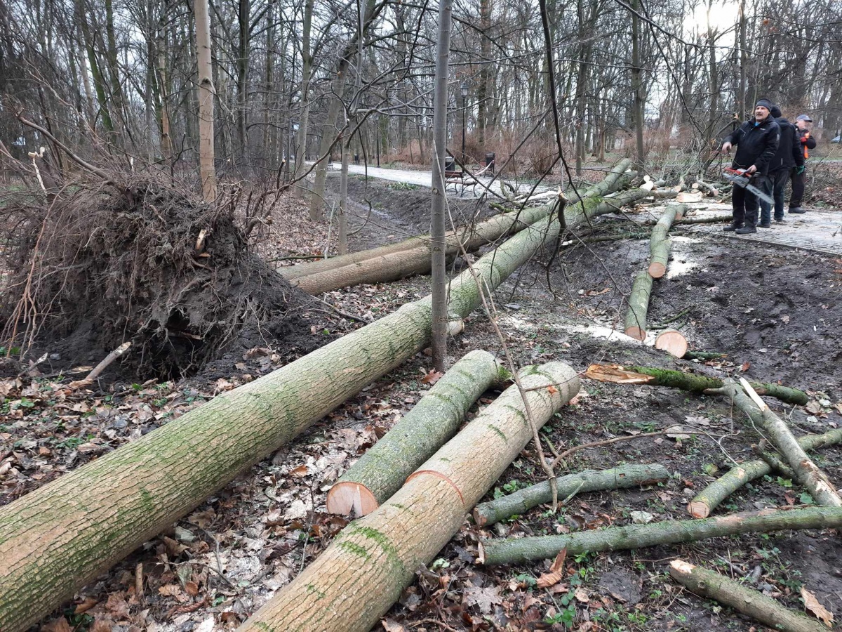 Powalone drzewa w siedleckim parku