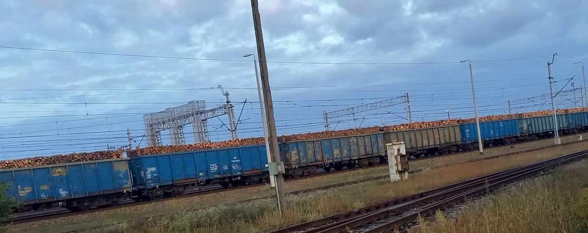 Wycinka polskich lasów trwa... Z kraju wyjeżdżają dziesiątki wagonów z drewnem