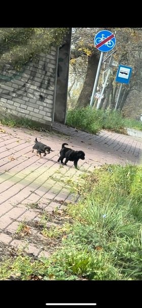 Broszków: Psy błąkają się przy drodze, a policja nie odbiera telefonów…