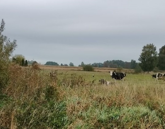 Inne bociany już dawno odleciały, a ten...chodzi z krowami po łące