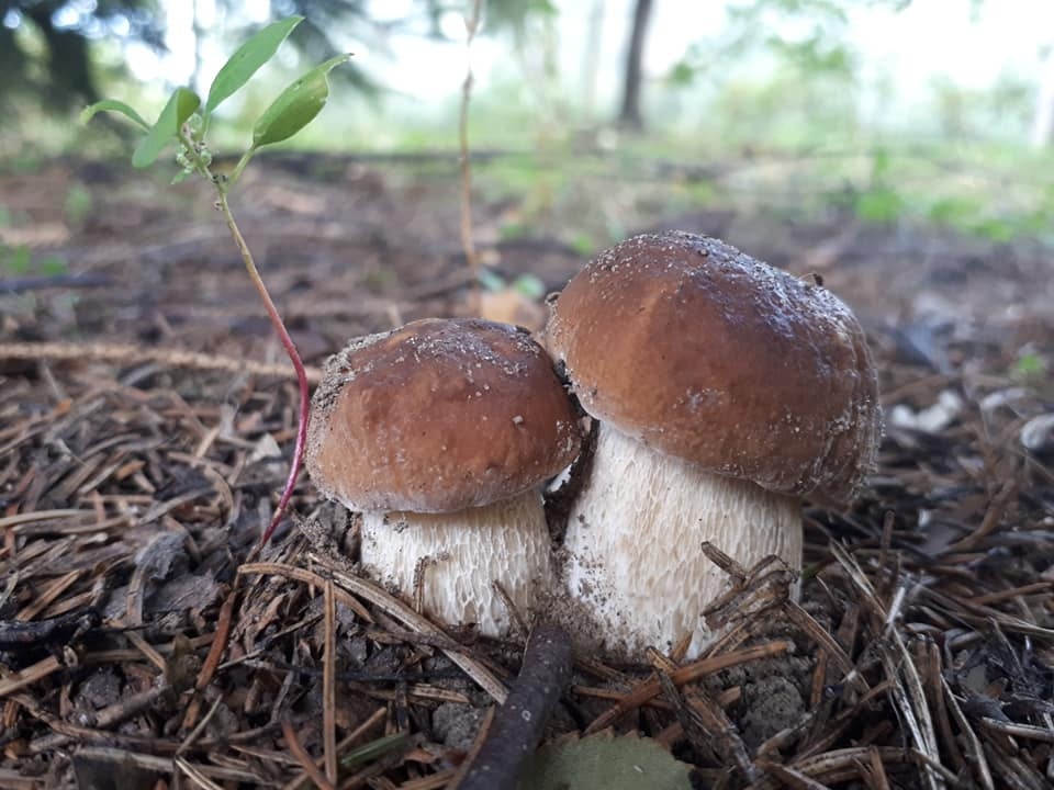 Grzybiarze, uważajcie na siebie!