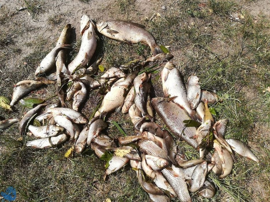 Śnięte ryby nad siedleckim zalewem - trwa akcja ratunkowa