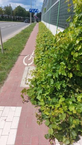 Siedlce: Zarośnięta ścieżka rowerowa