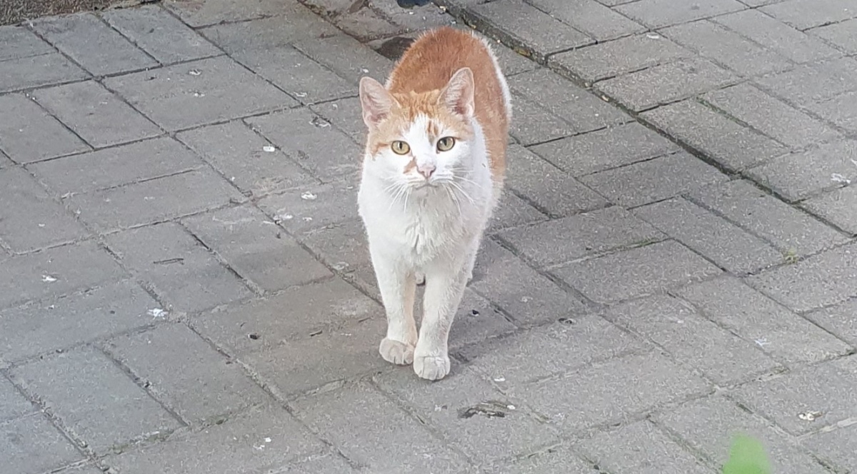 Błąka się po ulicy Sienkiewicza. Ktoś zechce dać mu dom?