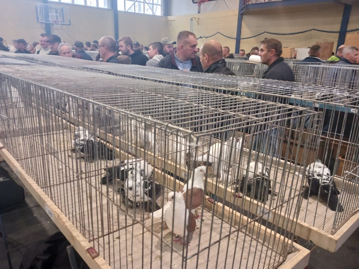 Wystawa gołębi w Garwolinie