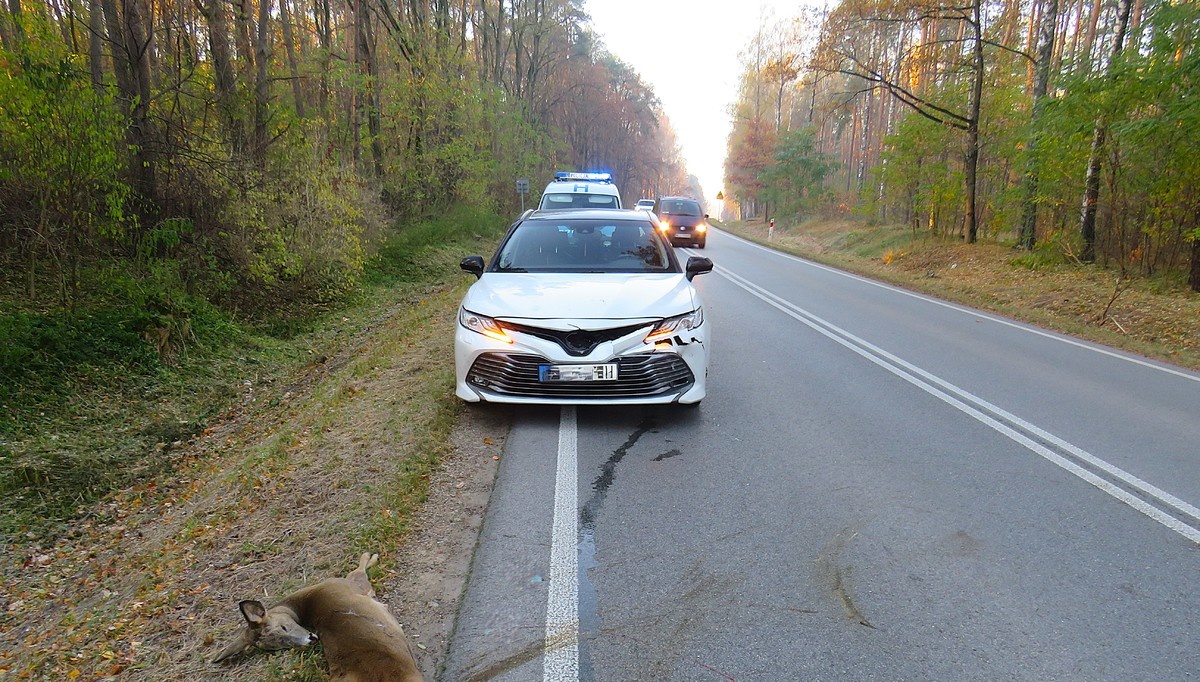 Uszkodzona toyota i martwa sarna