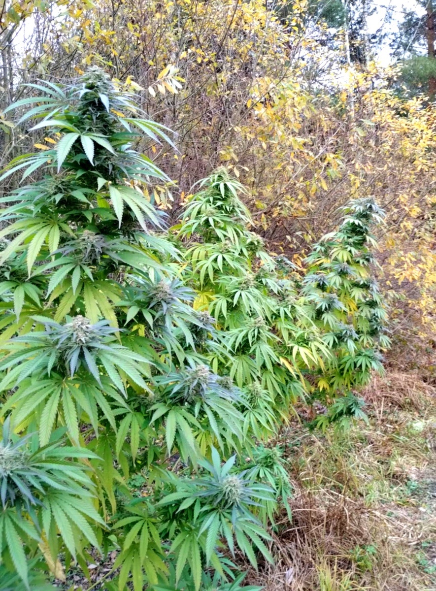 Plantacja konopi w  Mierzwicach Kolonii