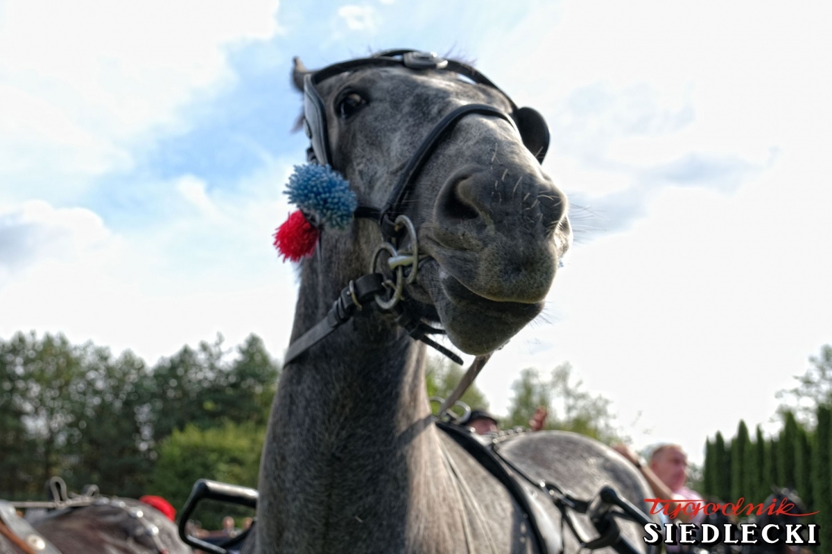 12 Regionalne Święto Hodowców Koni