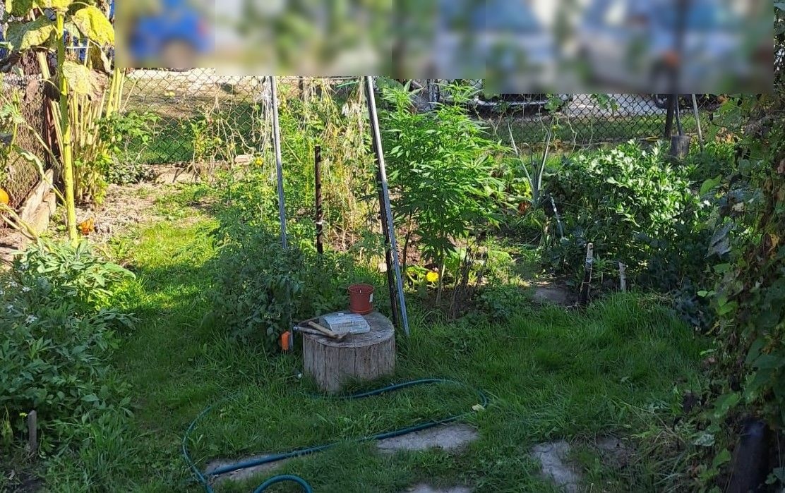 Konopie w warzywach i amfetamina