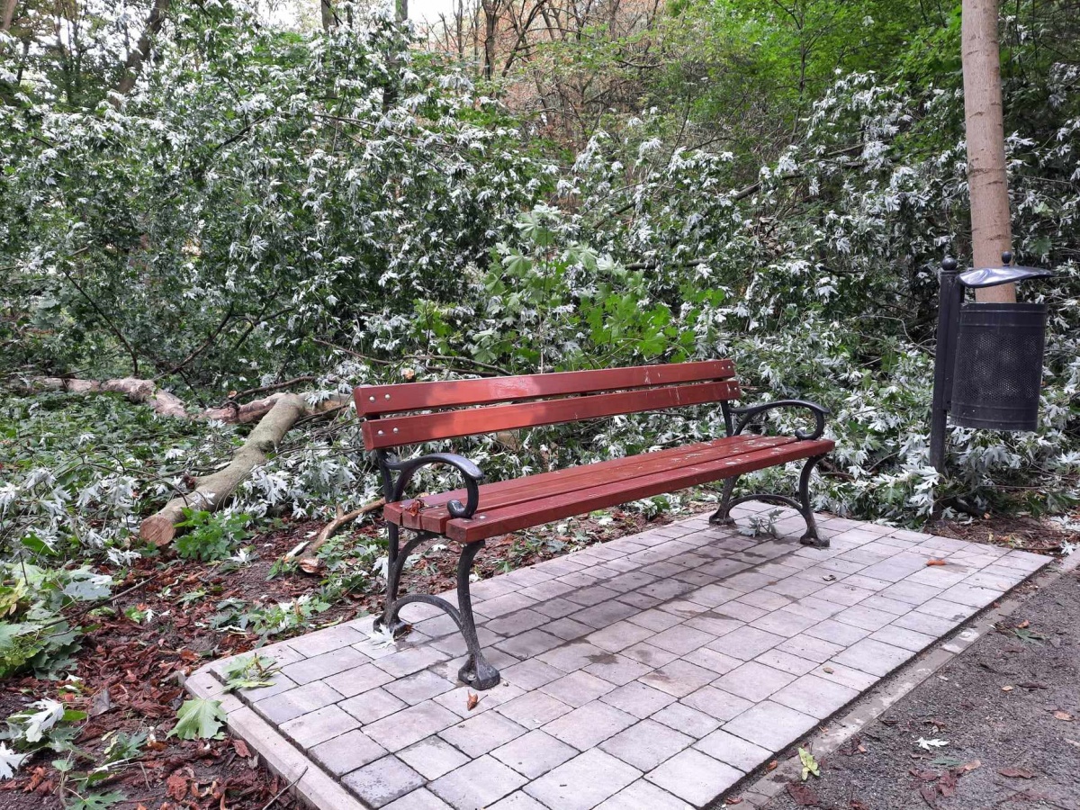 Uschnięte drzewo runęło tuż obok parkowej ławki