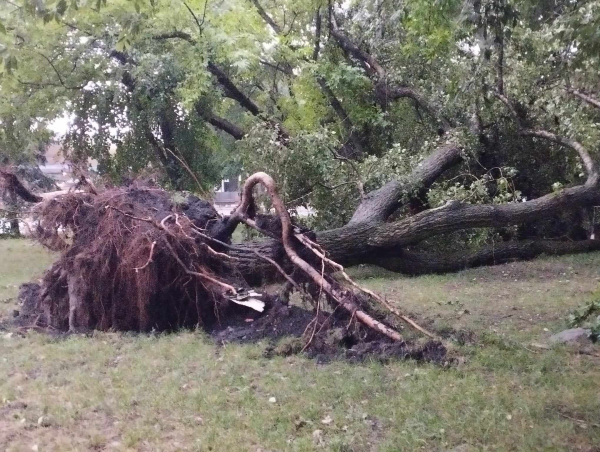 Duży wiatr wywraca drzewa