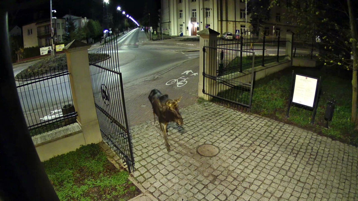 Niecodzienny gość w siedleckim parku