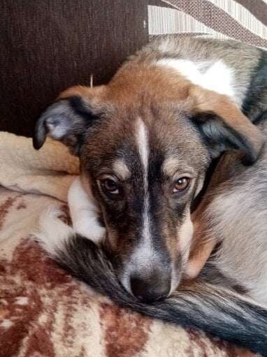 Pinia do adopcji