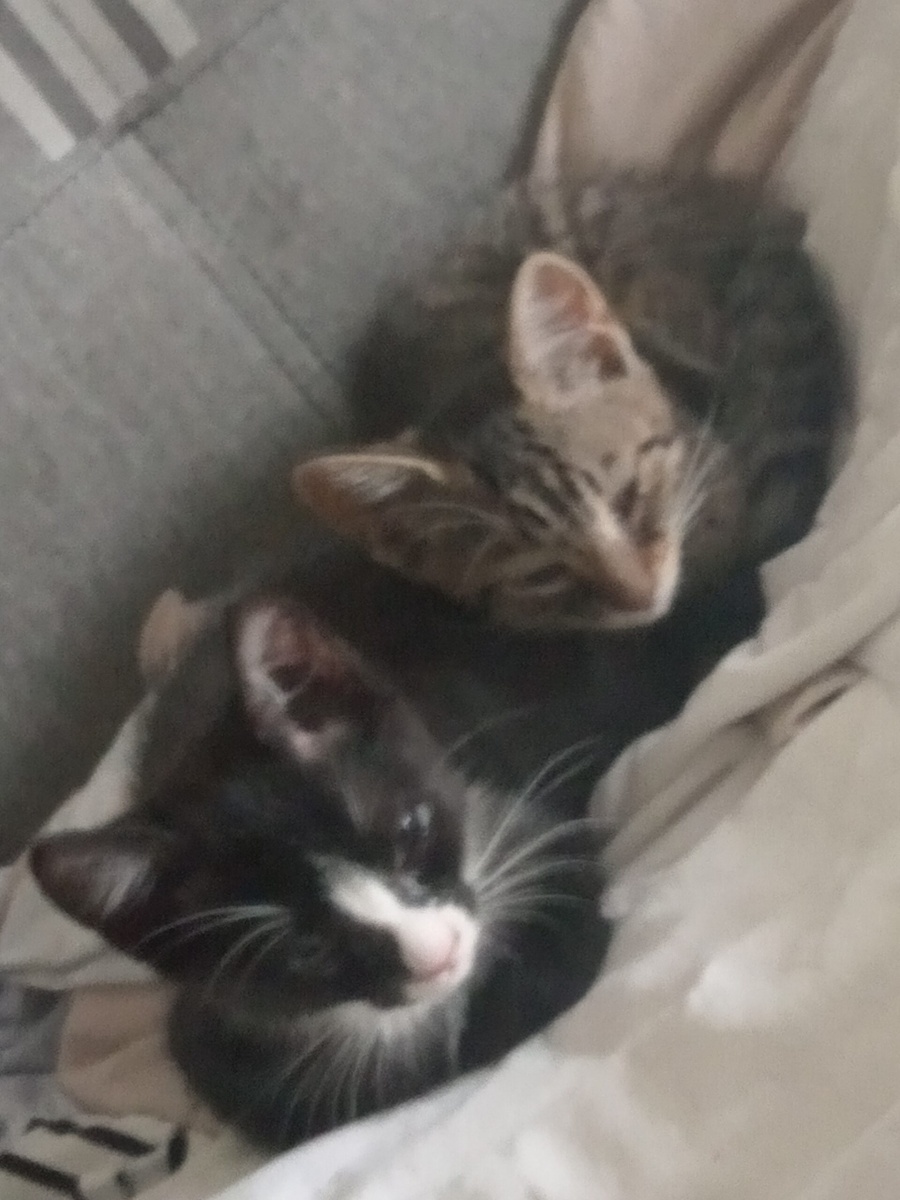 Kociaki do adopcji