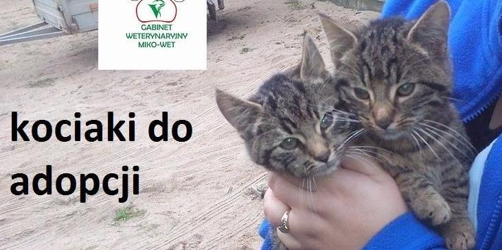 Kotki i pieski do adopcji