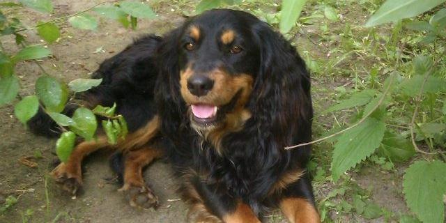Piesek do adopcji