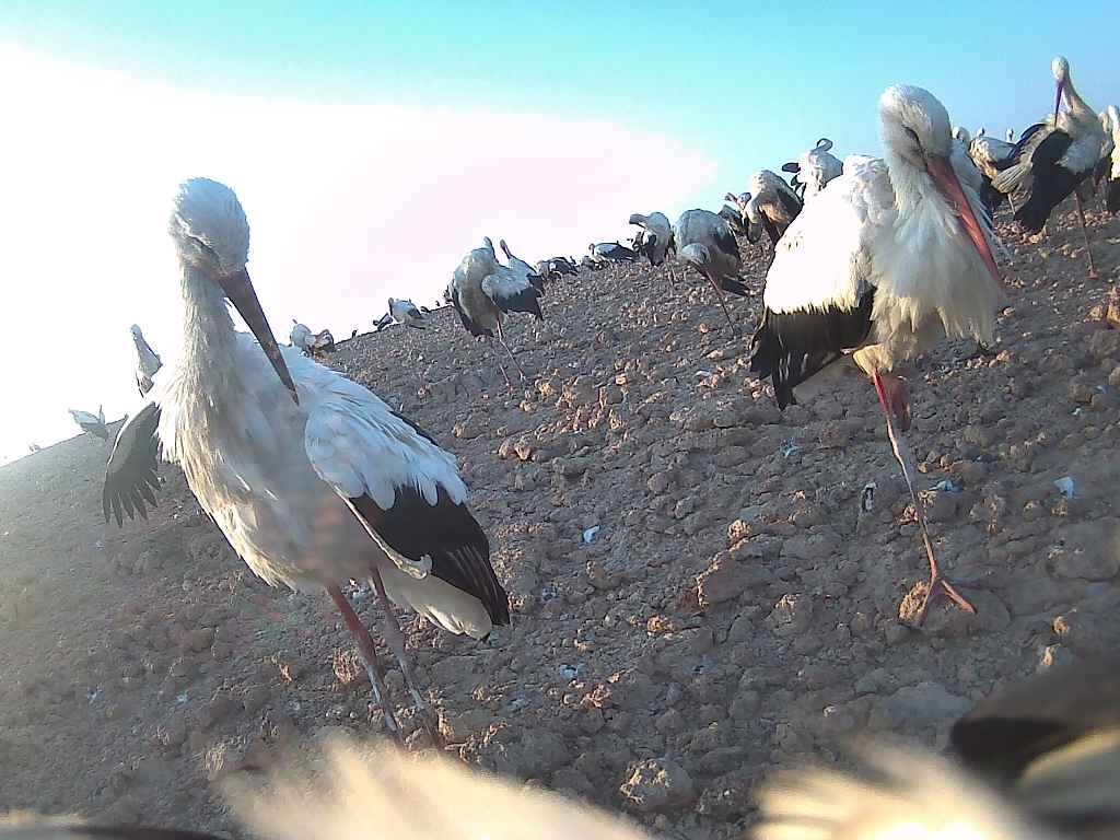 Jedyny na świecie bocian Fotograf