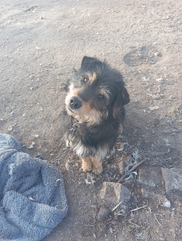 Sammy i Rocky szukają domu