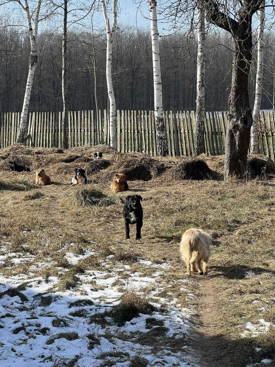 Tragiczny los psów, których właściciel zmarł