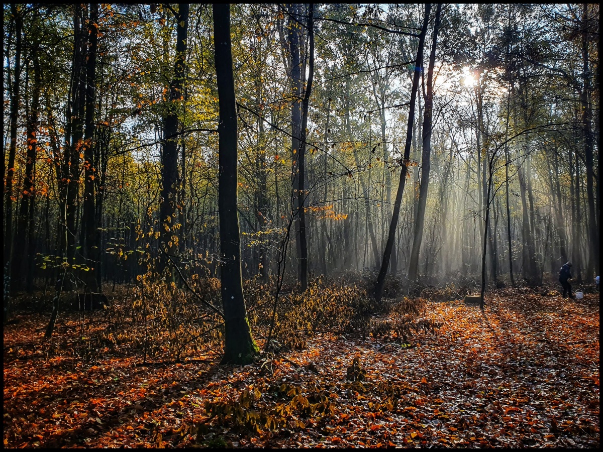 Las Pamięci dla każdego z nas
