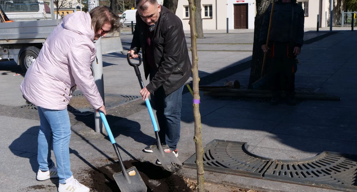 Węgrów: Posadzono drzewko z wielkiego finału WOŚP