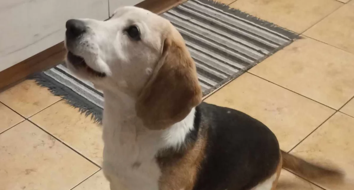 Czyja zguba? Ten beagle uwielbia jazdę samochodem! Komu uciekł?
