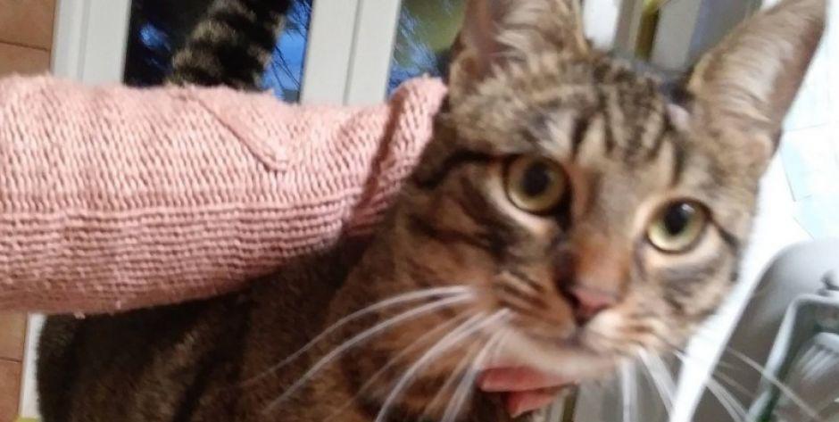Kot do adopcji - Siedlce