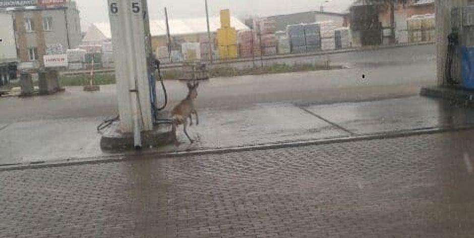Niecodzienny gość na stacji benzynowej