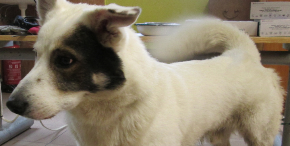 Pieski do adopcji