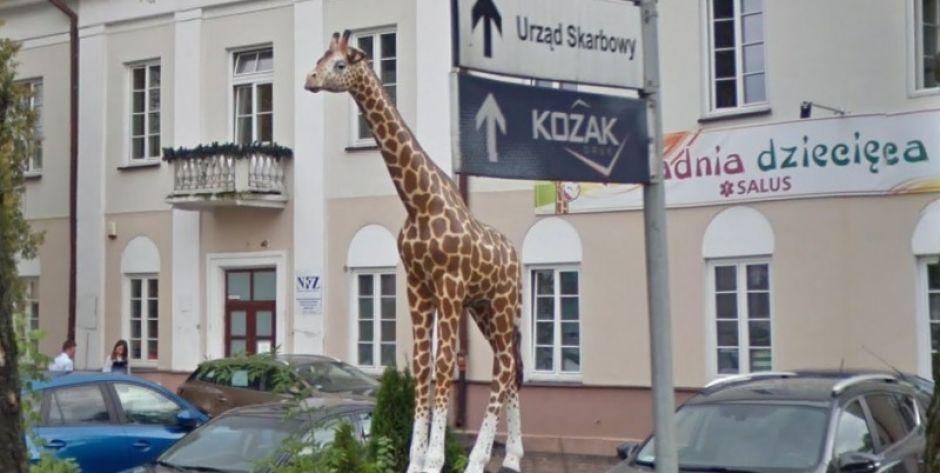 Siedlce: Szukają tych, którzy uszkodzili żyrafę