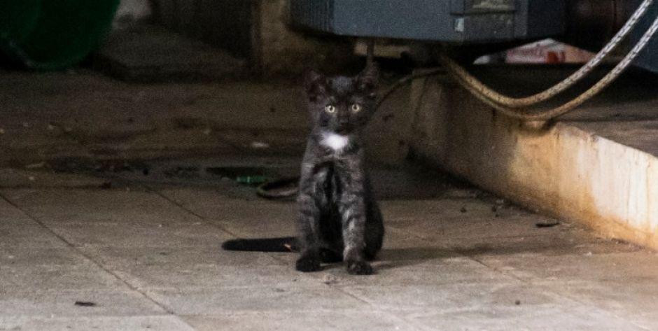 Kociaki do adopcji. Ktoś podrzucił je do Reymontówki