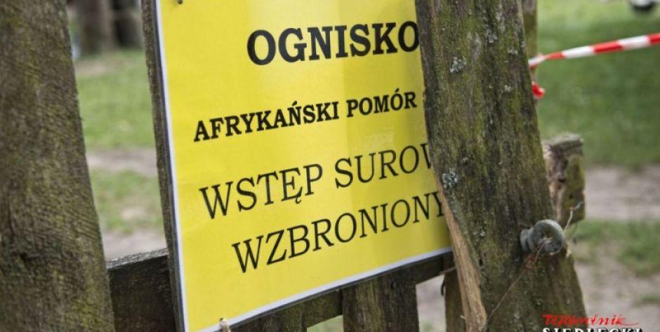ASF w Mieni. Do wybicia ponad 3 tys. świń