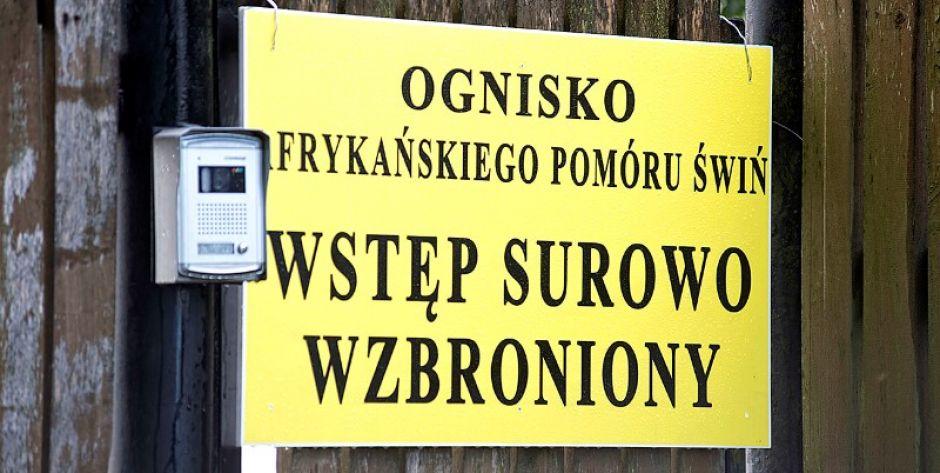 Kolejne ognisko ASF