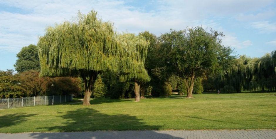 Siedlecki park to nie park, to ruina