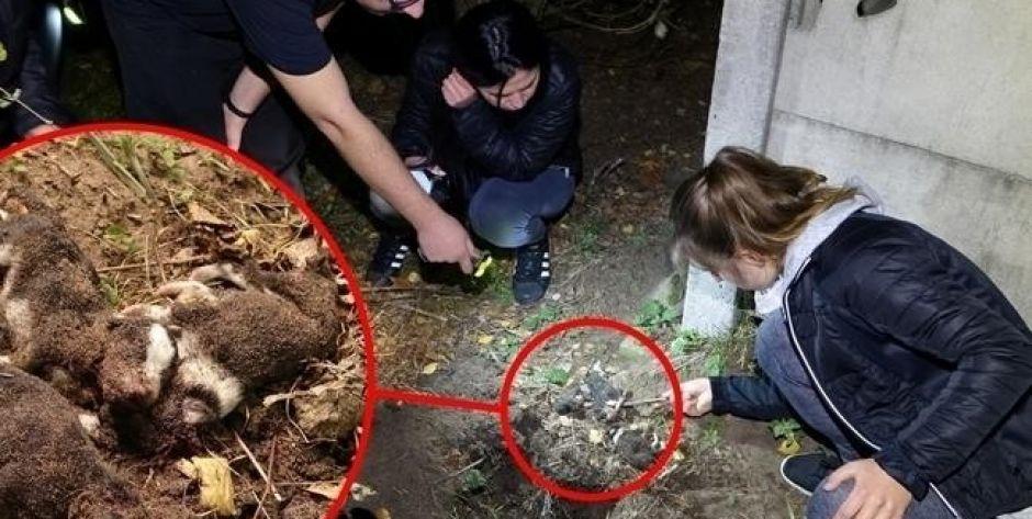 15-latek strzelał do szczeniaków z wiatrówki i dobijał je szpadlem?