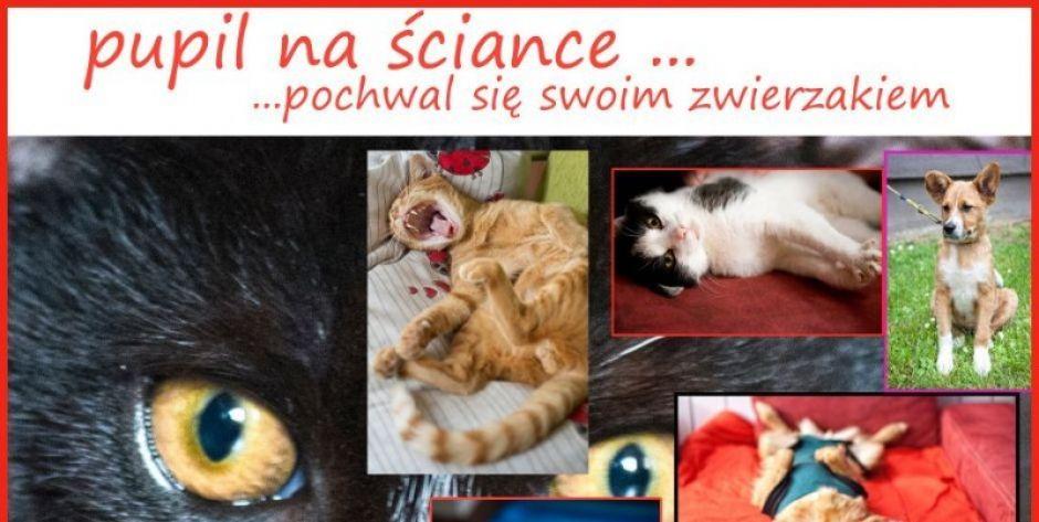Ścianka Pupila - Pochwalcie się zwierzakami! 