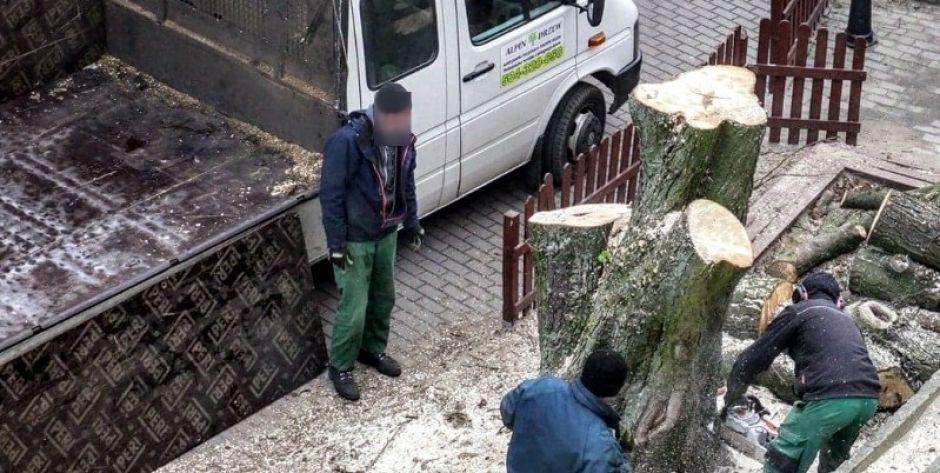 Komu przeszkadzał kasztan?