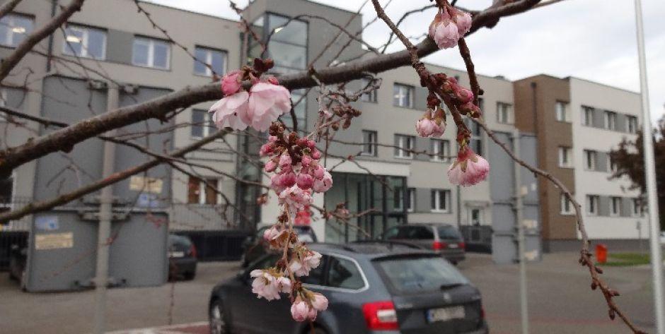 W Wiśniewie zakwitły wiśnie