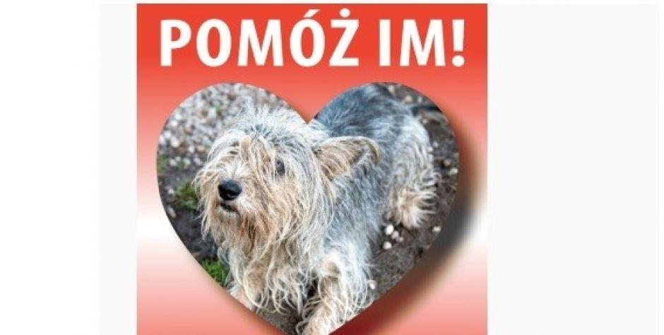 Pomóż im! Zaadoptuj! 
