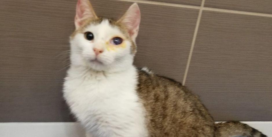 Koty do adopcji