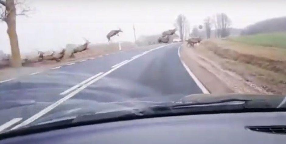 Chmara jeleni przeskakuje przez DK63 w okolicy Wiśniewa – Zobacz wideo!