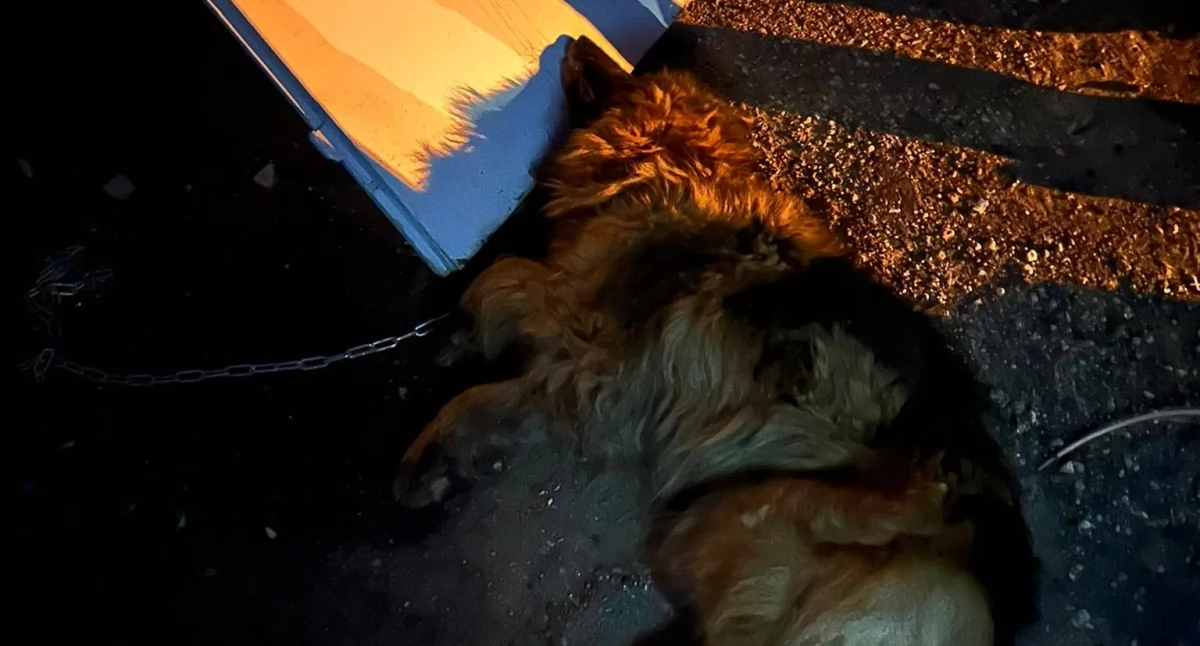 Wstrząsająca sprawa z Platerowa. Pies  konał w cierpieniu! A wójt milczy...