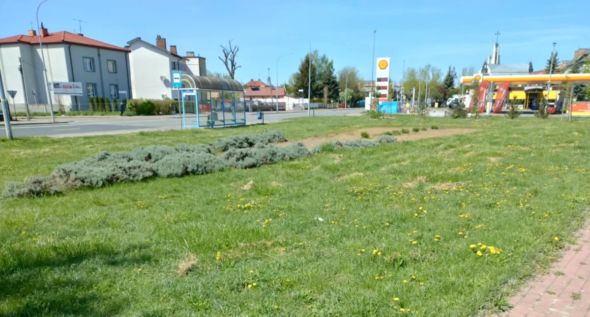 Siedlce: Więcej zieleni, mniej betonu
