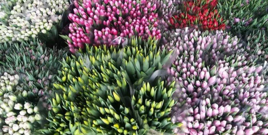 Tulipany dla Siedleckiego Hospicjum