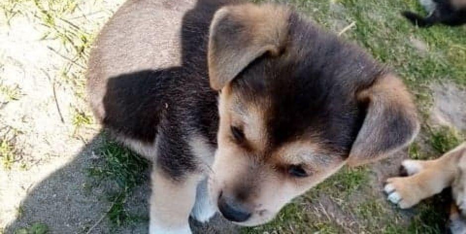 W Plutach czekają pieski do adopcji