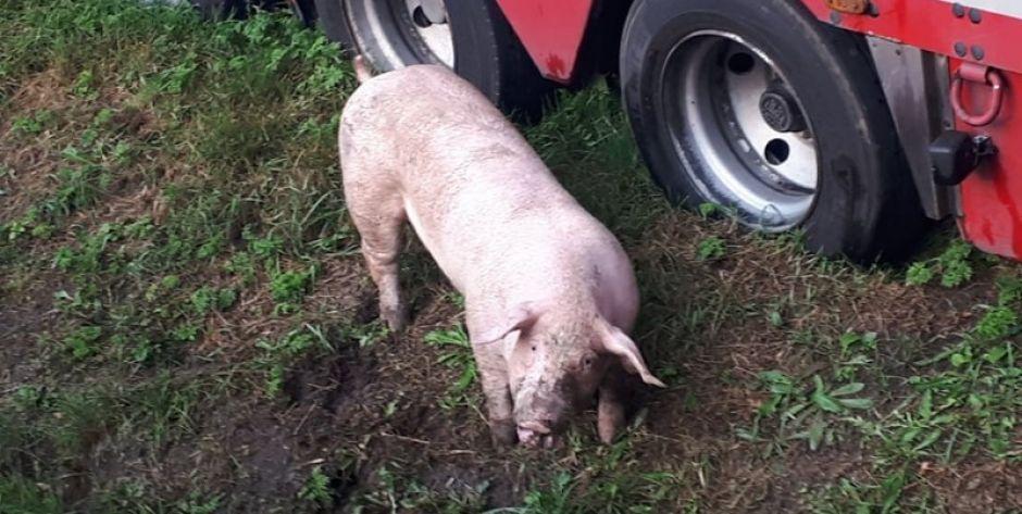 Przywiązała świnię do drzewa i zostawiła w lesie, bo nie mogła trzymać jej w mieszkaniu