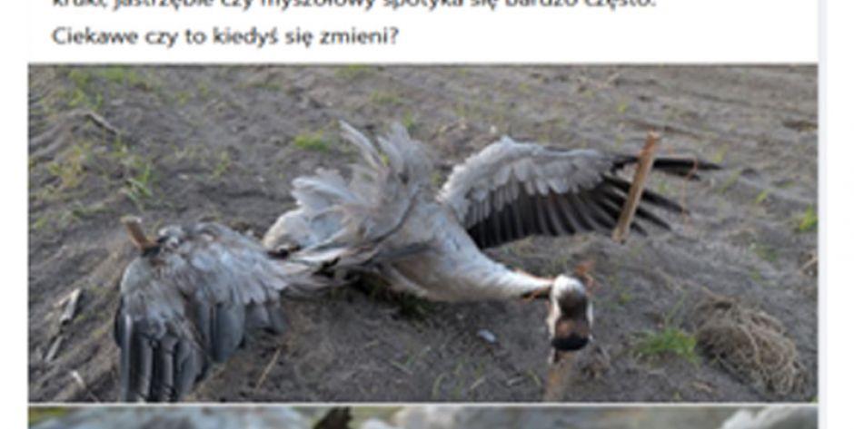Ukrzyżował żurawia
